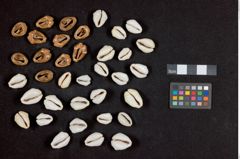 Foto (unten) von Kaurigeld (NHMW-ZOO-MO-0081100-ETH-134)